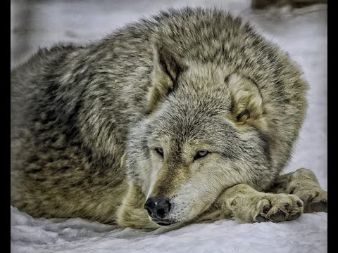 In Bed With Wolves (3 of 3) Nature Documentary