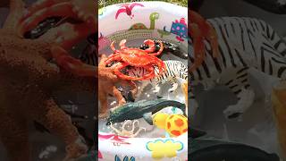 Sea Animals in the Pond - Octopus Frog Starfish #animallearning