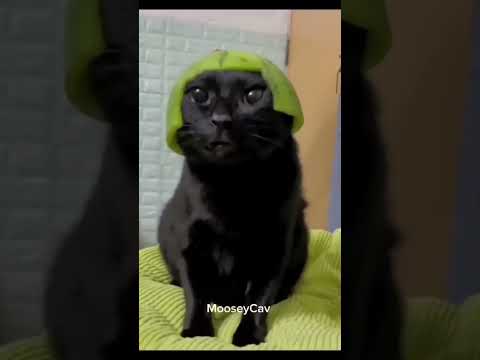 FUNNIEST CATS AND DOGS VIDEOS 😻 TRY NOT TO LAUGH #funny #funnyanimal #funnyvideo #cat