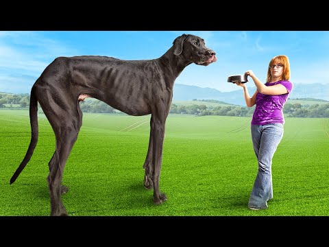 World's Biggest Dog...