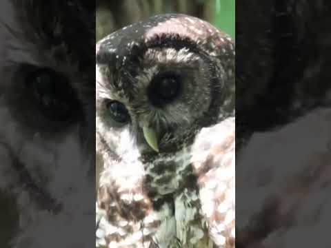 These night owls will never need a pair of glasses! 🤓🦉 #AmazingAnimals #Owl #NatGeoKids