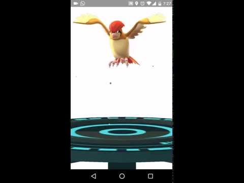 Evolve 4 Pokemon di Pokemon GO! Zubat, Doduo, Pidgey, Pidgeotto