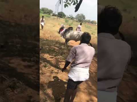 Jallikattu WhatsApp status #travel #jallikattu