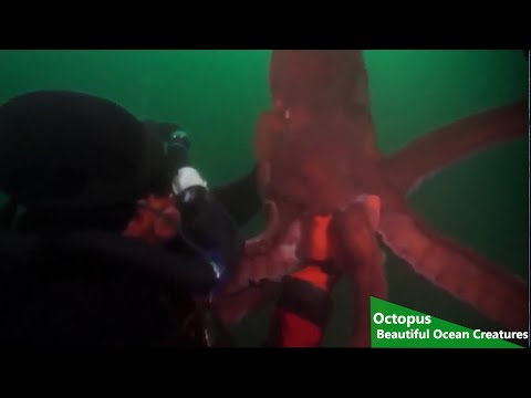 Octopus: Beautiful Ocean Creatures (Wild Ocean Documentary)