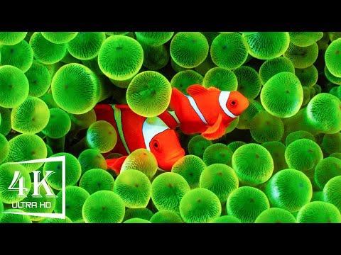 Aquarium 4K VIDEO (ULTRA HD) 🐠 Sea Animals With Relaxing Music - Rare & Colorful Sea Life Video