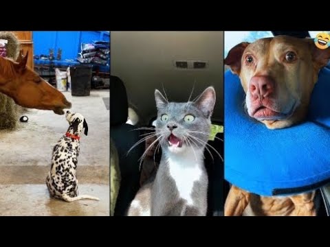 Funny ANIMALS videos 😂 Funniest CATS 😺 DOGS 🐶  HORSES 🐴 Monkey 🐒 Sanke 🐉 And other Animals 2025