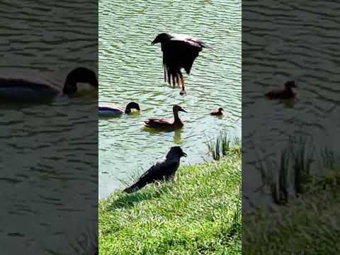 ducks & crows #spring #ducks #ducklings #crows #city