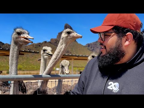 Armando Moves to Austin, TX: The Ostrich Farm