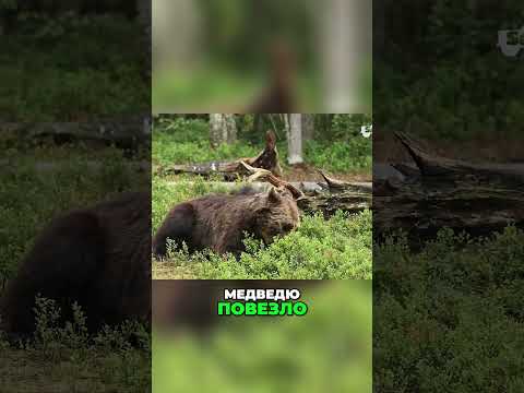 🇷🇺 💀Встреча Медведя и Совы Завтрак в Лесу🏞️