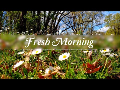 🌳🌞Powerful Positive Morning Ambience 🌞Start your Day w/ the Bright Beautiful Energy of Forest Sounds