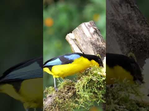 Blue-winged Mountain-tanager #shorts  #birds