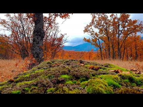 Autumn Therapy 🍂 Fresh Morning November Ambience | Healing Frequency Meditation for Positive Energy