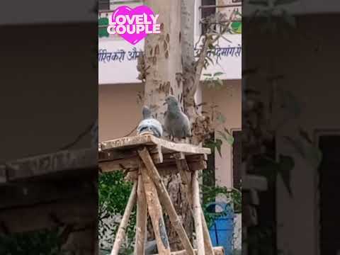 Lovely pigeon couple #pigeonlove #amazingpigeoncouple #bestpigeonvideo #short