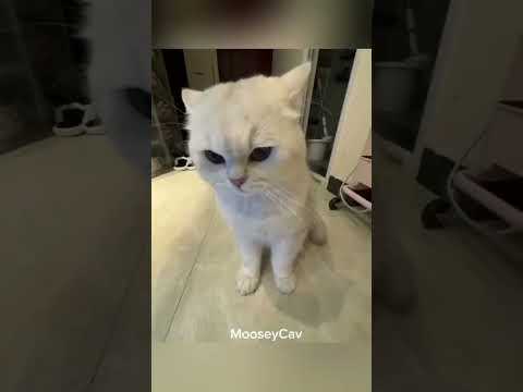 BEST Funny ANIMALS 😁 Hilarious Cats And Dogs 🤣 #viralvideo #shorts #cat