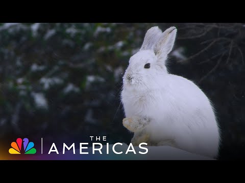 Tom Hanks Narrates How the Snowshoe Hare Gets Its Name | The Americas | NBC