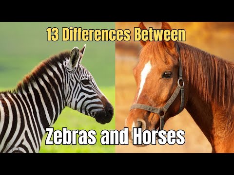 13 Differences Between Zebras and Horses 🦓 Zebras vs Horses