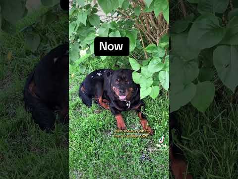 Puppies 😍 #Puppies #CutePuppies #DogVideo #Labrador #Rottweiler #Trending #FYP #Dog  #CuteDogVideo