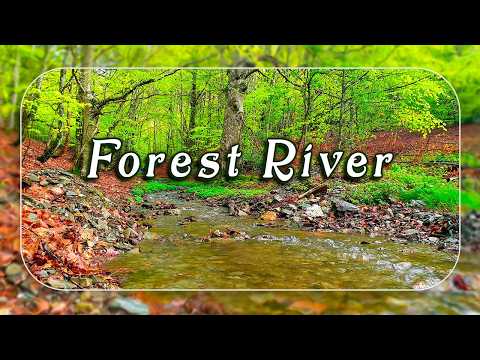 Forest Therapy🌳 Forest River Sounds and Beautiful Birdsong | Healing Frequency Water Flowing & Birds