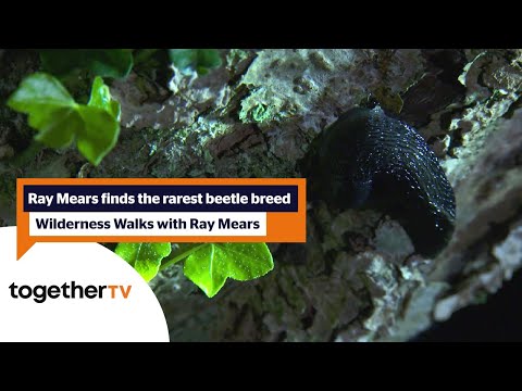 Ray Mears finds the rarest beetle | Wilderness Walks With Ray Mears | Together TV