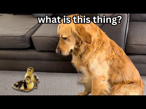 My Dog Meets Adorable Baby Ducks for the First Time