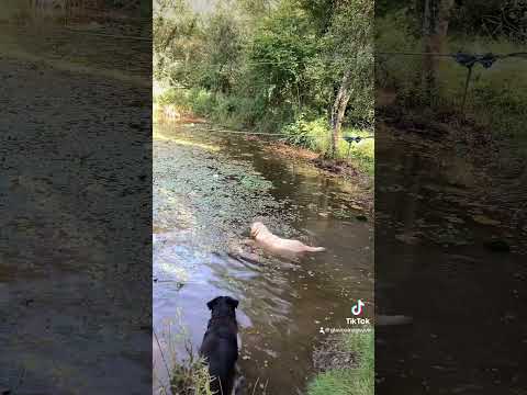 OK #Dog #Dogs #DogVideo #DogLife #DogSwimming #DogWalk #Labrador #Rottweiler #DogTok