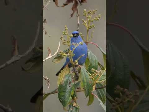 Blue-and-black Tanager  #shorts  #birds