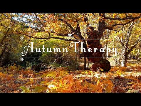 Autumn Therapy 🍂 Fall Leaves & Gentle Breeze | Healing Frequency Autumn Forest Ambience Meditation