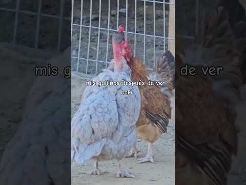 Gallinas con mas  Huevos🥚🥚 (que tu)