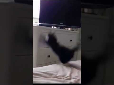 Cat  Fails, 😹😽 Funny Pets Video #shorts #funny #cats