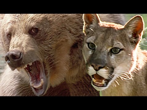 Wild America Specials | Amazing Legends | HD