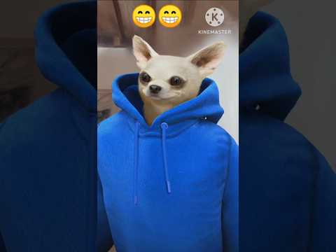 #how #ilookgood #looks #cute #dog #cutelook #fox #dogy #shortsvideo #funnyvideos #viral #trending