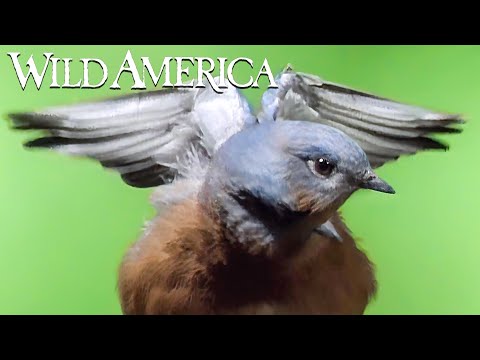 Wild America | S2 E2 Birds of a Feather | Full Episode HD