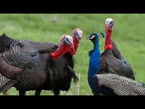 Wild America Short | Turkeys Gang Up On Peacock