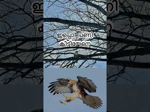 ഇവൻ നിസാരകാരനല്ല !#eagle #hawk #trending #viralvideo #trend #viralshorts #ytshort #birds #reels