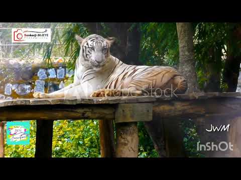 JWM | 3RdEYE Photography 035 | White Tigers | Vandalur zoo| Video | By Sankarji