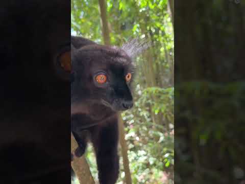 These Black Lemurs are endangered - In Madagascar they have a reserve where they are protected! 🌍🙌🏻