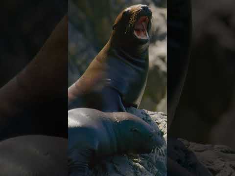 These pups sure are adorable ☺️ #SeaLions #BabyAnimals #NatGeoKids