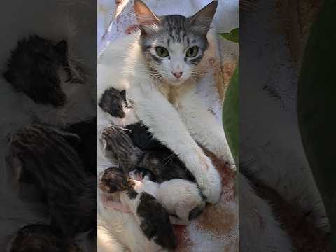 Babies! #cat #catrescue #kitten #rescuekitty #cute #catshorts #baby #babies