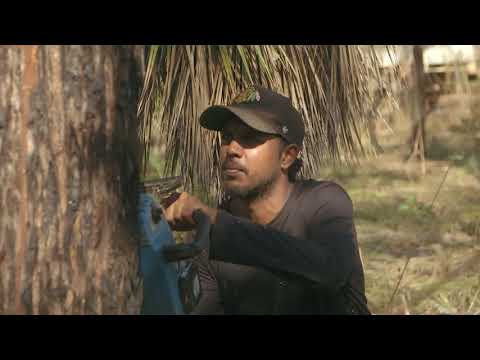 National Reconciliation Week: Ngu'ngini - Harvesting Traditional Knowledge