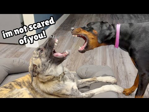 Can this Doberman become Friends with a Big Rescue?