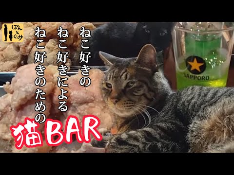 Bar where you can spend time with cats!