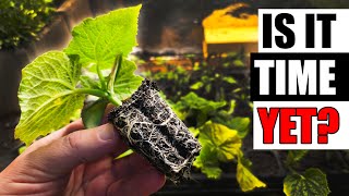 When To Transplant Your Seedlings - Garden Quickie Episode 238