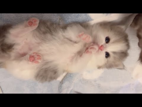 心がとろける子猫たちがあなたを魅了するでしょう ♥