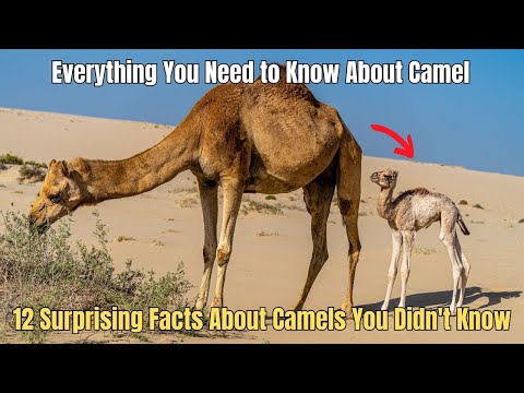 ✅ 12 Surprising Facts About Camels You Didn't Know 🐫 Things about Camels 🐪