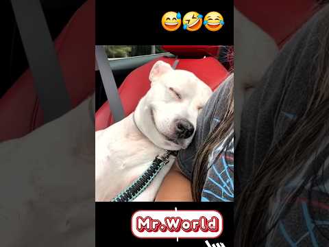 #bestfunnycompilations #trynottolaugh #funnyanimals  #funnyshorts #viralfunnyvideos bestfunnymoments