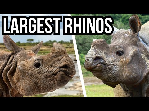 Ranking All 5 Rhino Species From Smallest To Largest