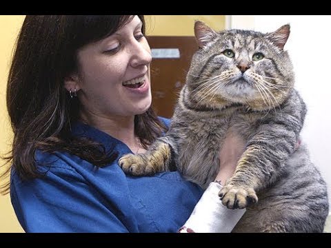 World's Fattest, Heaviest, Biggest Cat | GOLIATH CAT "GARFIELD!