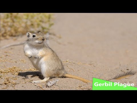 Gerbil Plague (Nature Documentary)