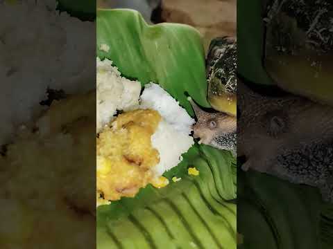 Snail Eating #idli #snail