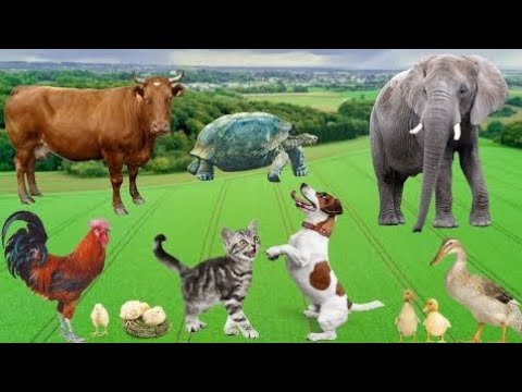 Collection_of_cute_animal_sounds__Cow,_Cat,_Chicken,_Dog,_Sheep,_Cat,_Horse_-_Cute_Animal_Moments